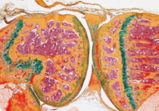 病理受託業務イメージ